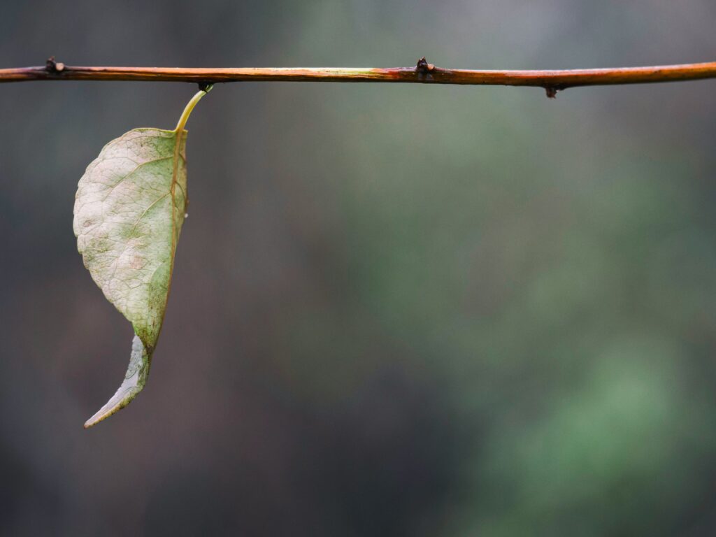 Photo de Aaron Burden sur Unsplash Numeum TechTalks freelances